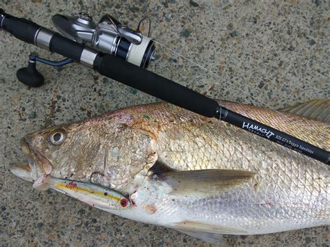 Hamachi Tackle Japan .